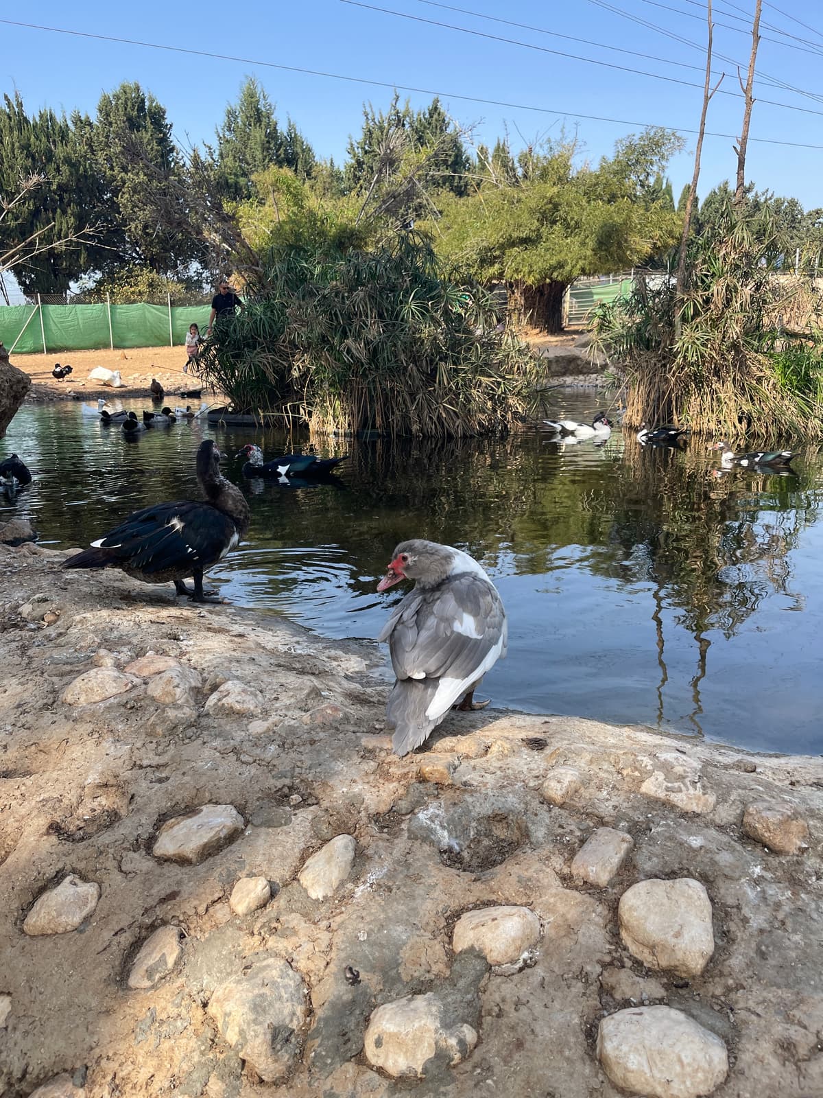 לגעת בחיות - צילום מהמקום