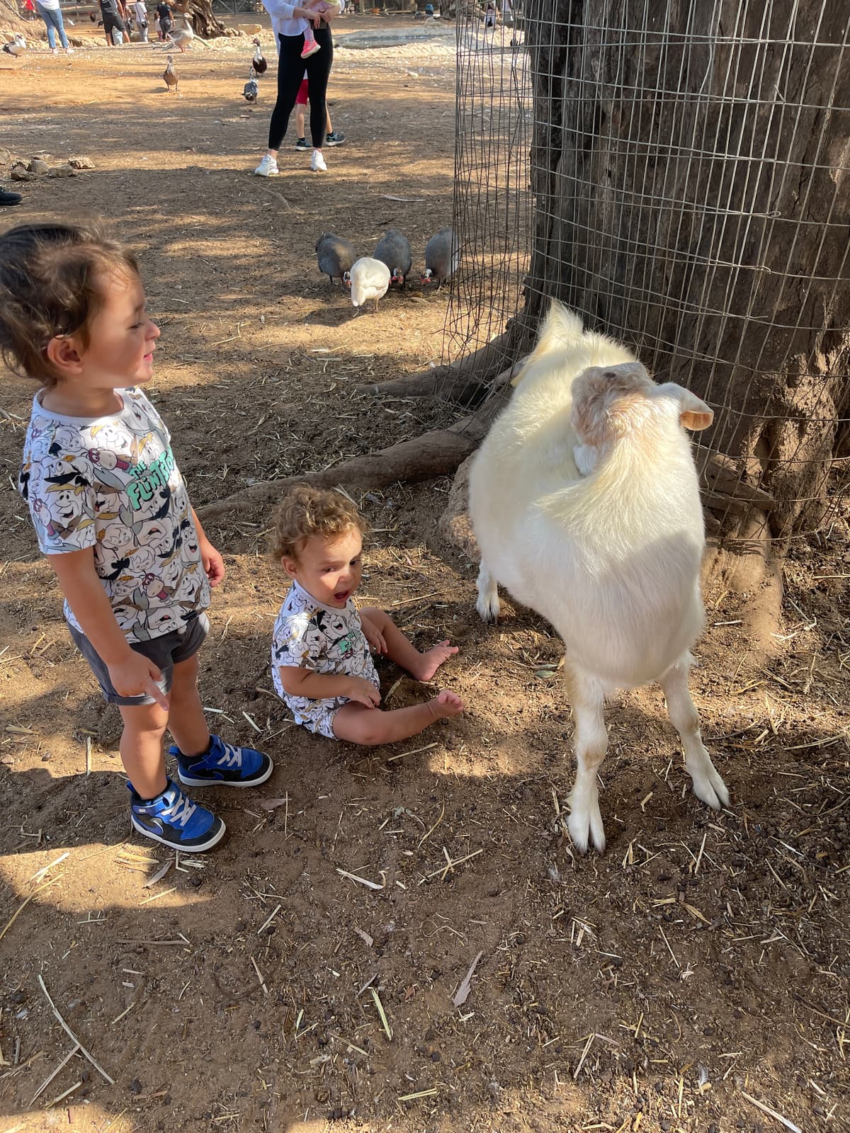 תמונת רקע - לגעת בחיות