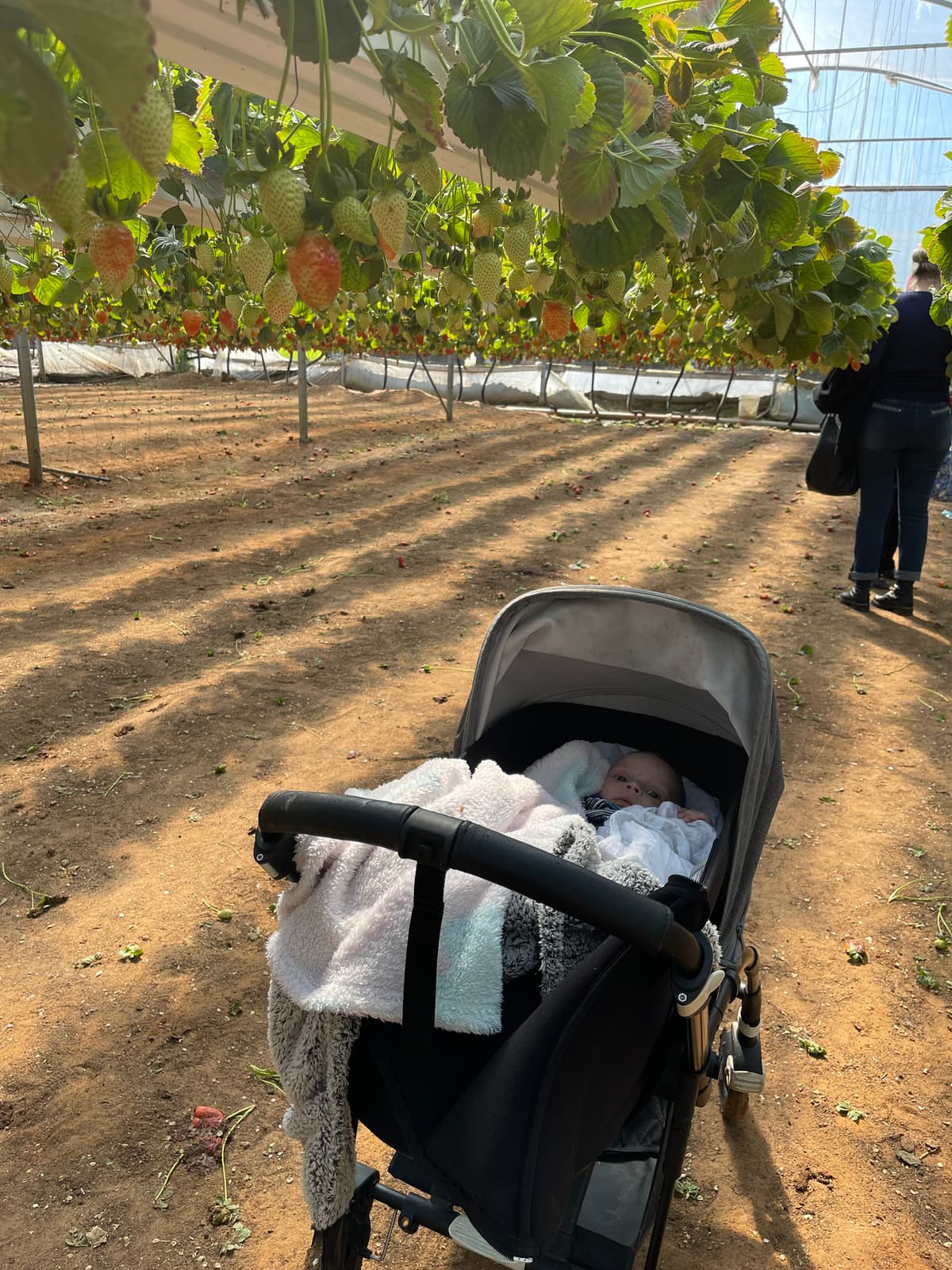 תמונת רקע - משק בגבעה גדרה