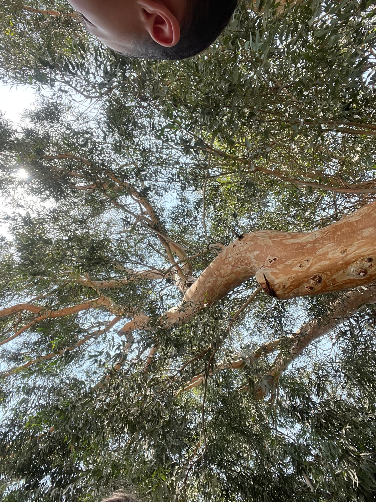 חורשת גדעונה בעמק יזרעאל
