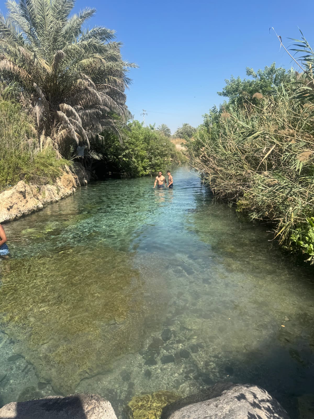 מי המעיין הצלולים בין הקנים והדקלים בעמק המעיינות
