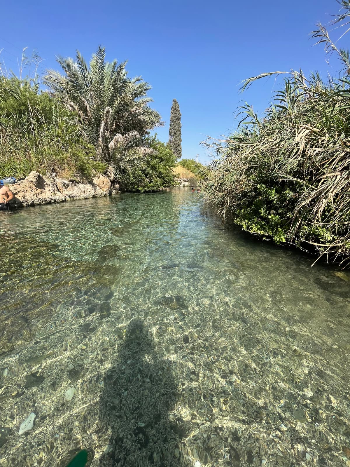 עין מגדל - מים שקופים, דגיגונים וברוש גבוה