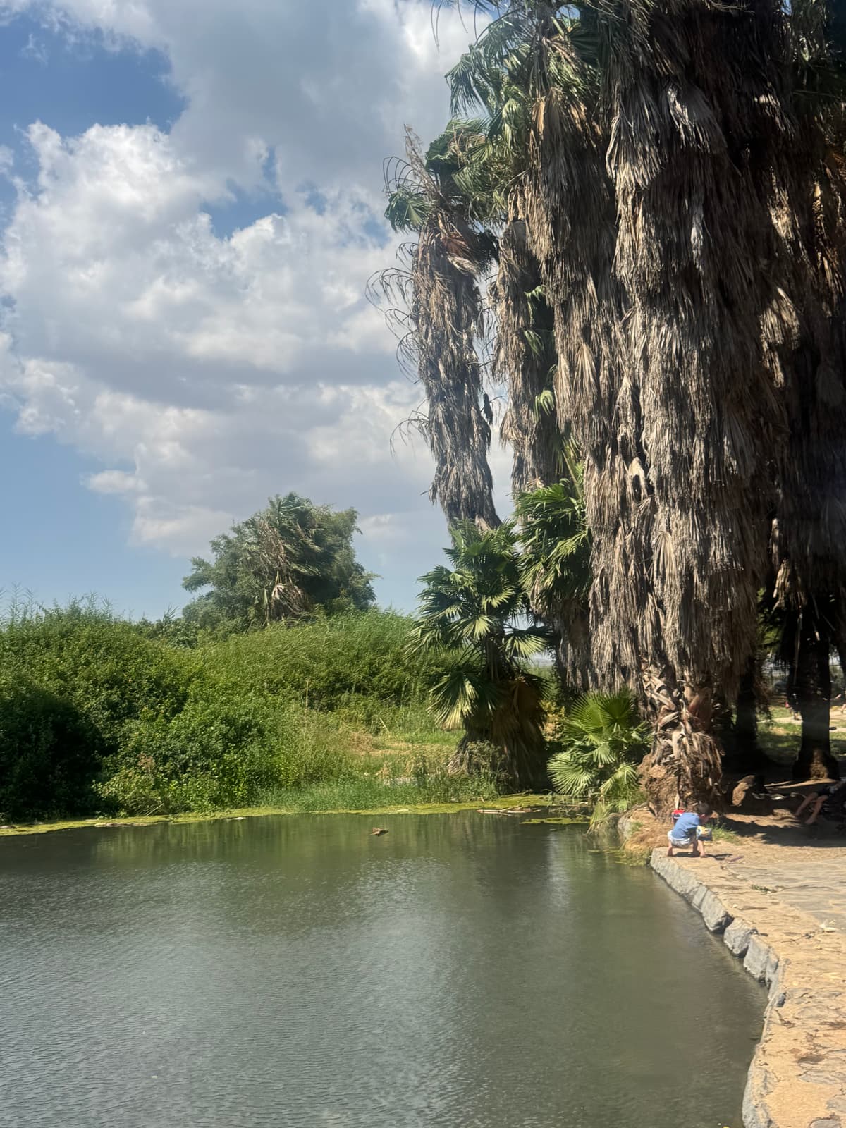 עין נון - בריכת המעיין, דקלים ושביל מרוצף